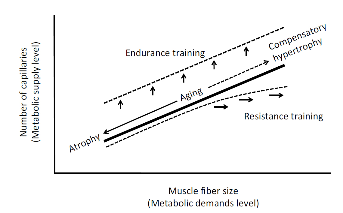 Отношение между размером мышечного волокна и количеством капилляров