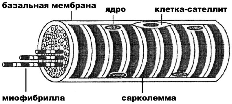Строение мышечного волокна