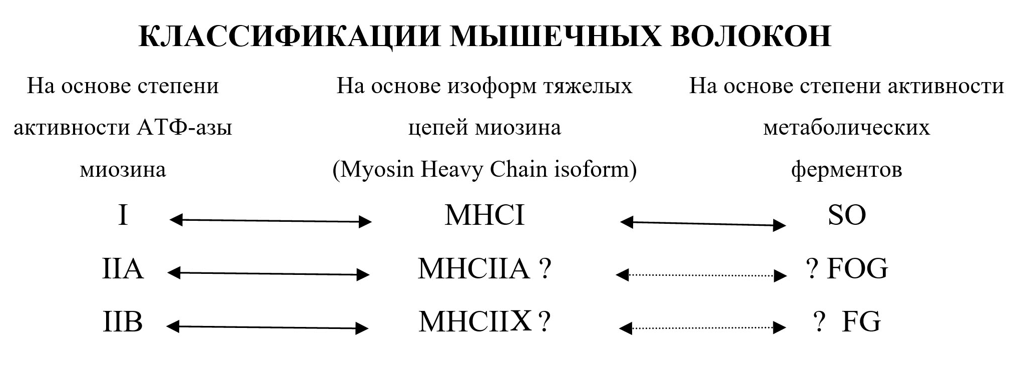Соответствие свойств мышечных волокон, определенных на основе различных классификационных признаков друг другу [23], рисунок модифицирован