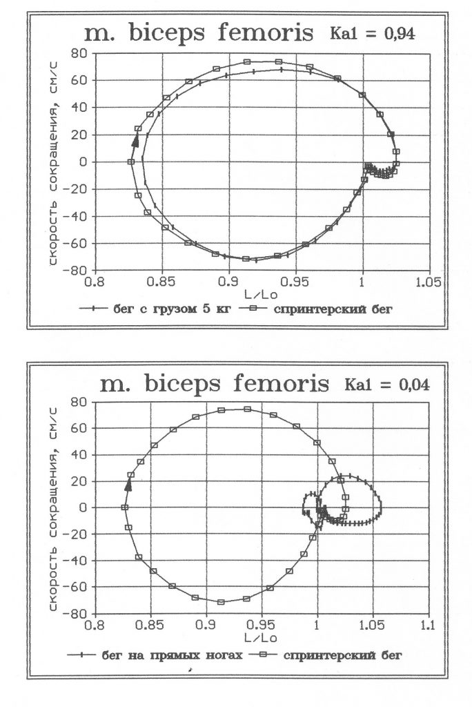 Фазовые траектории m. biceps femoris при выполнении спринтерского бега и специальных упражнений: бега с буксировкой груза 5 кг и бега на “прямых” ногах
