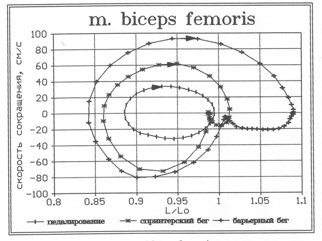 Фазовые траектории m. biceps femoris при выполнении спринтерского бега, барьерного бега и педалирования