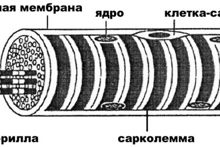 Миниатюра для записи Клетки-сателлиты