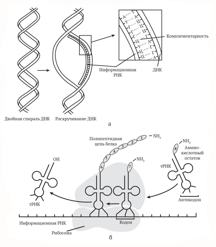 Схемы белков. Схема транскрипции синтеза белка. Транскрипция Биосинтез белка схема. Синтеза белка ДНК схема. Схема биосинтеза белка транскрипция и трансляция.