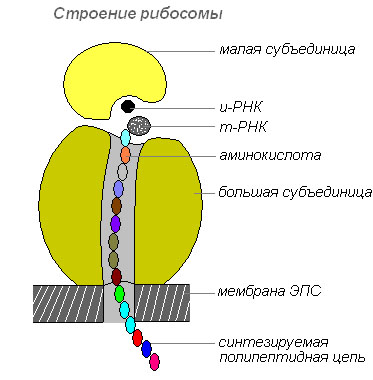 Рибосома как внутриклеточный принтер