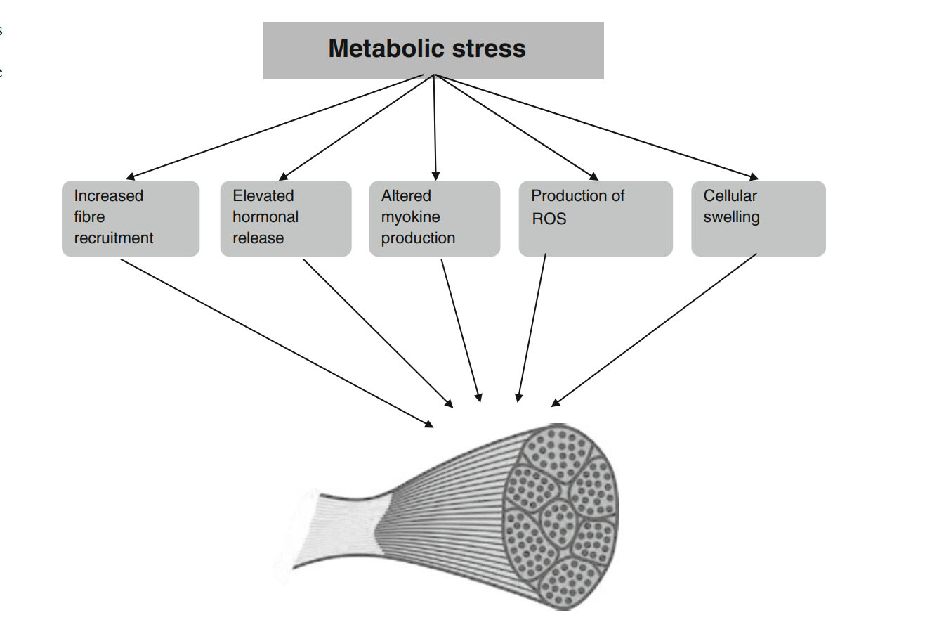 Предполагаемые механизмы, посредством которых индуцированный физической нагрузкой метаболический стресс может опосредовать мышечную гипертрофию.