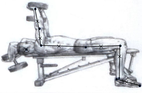 Расположение ЦТ звеньев тела человека (показаны крестиками) в статическом положении