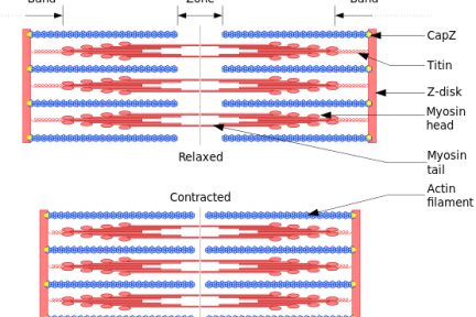 Миниатюра для записи Соединительный филамент (титин, тайтин) саркомера