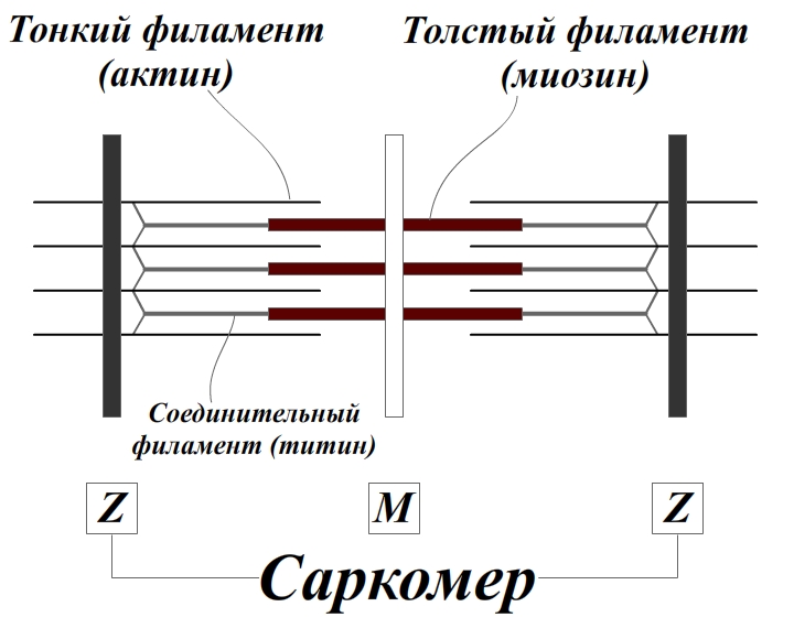 Саркомер рисунок гистология