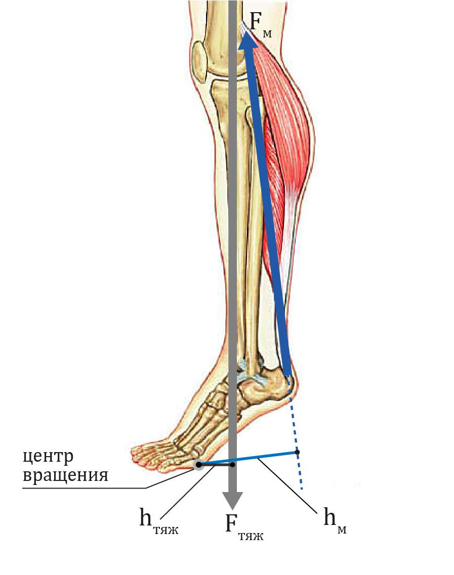 Пример рычага силы. Обозначения: Fм - сила тяги мышцы; hм - плечо силы тяги мышцы; Fтяж - сила тяжести; hтяж - плечо силы тяжести