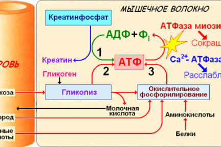 Миниатюра для записи Ресинтез АТФ