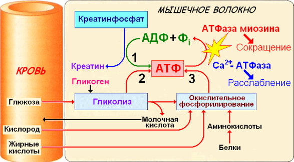 Атф в машине