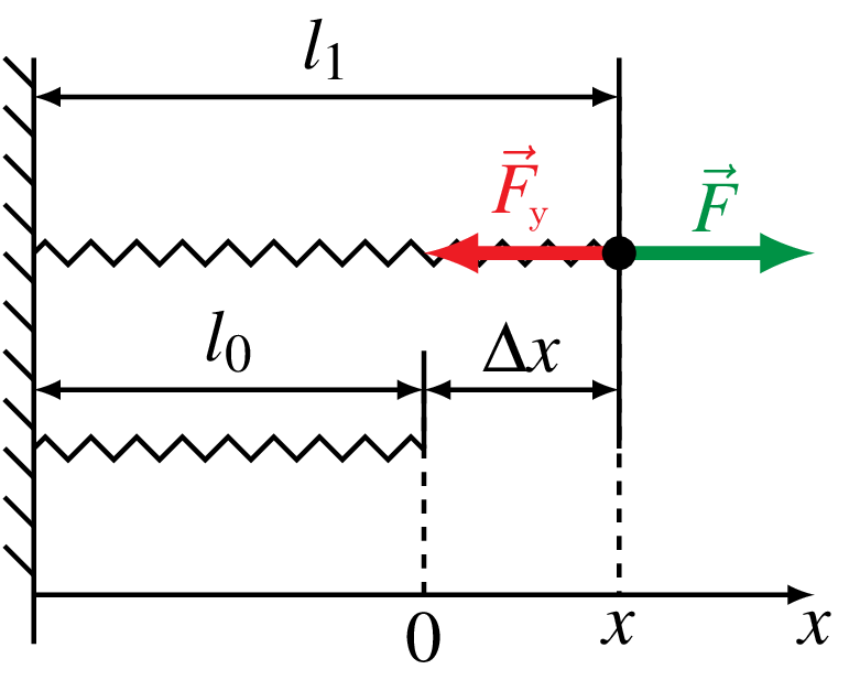 При удлинении пружины, имеющей первоначальную длину l0 до длины l1 силой F, в ней возникает сила упругости Fупр, равная по величие растягивающей силе F и направленной в противоположную сторону. 