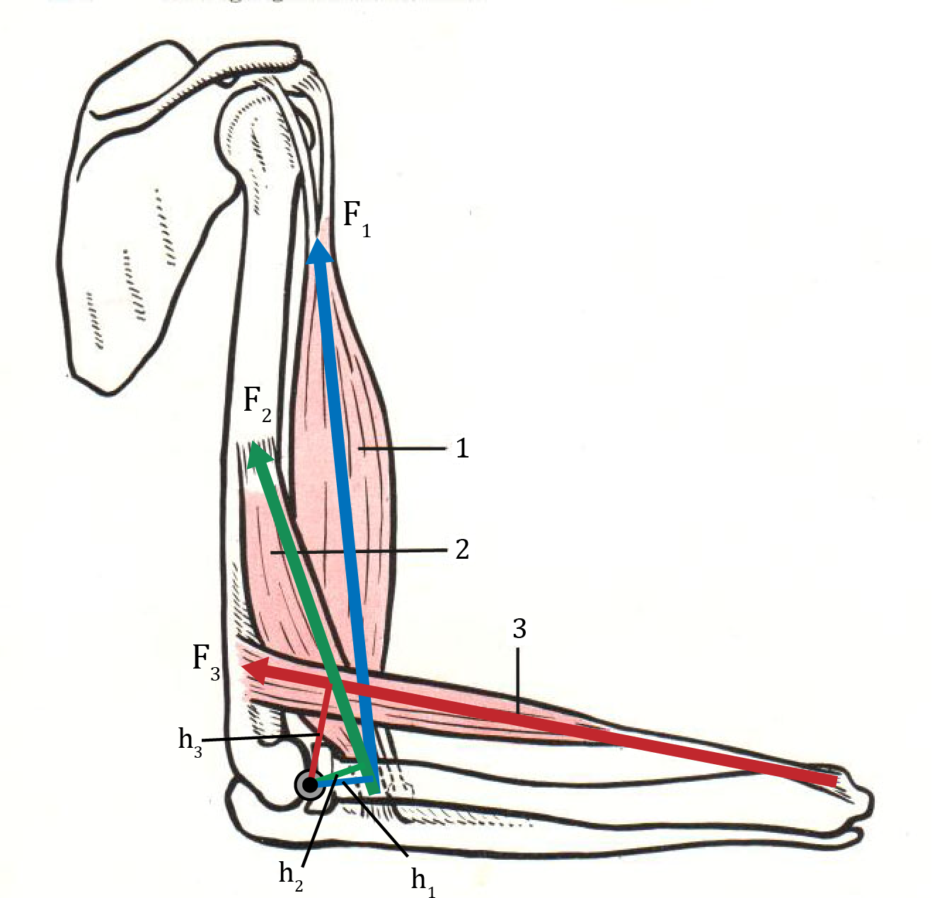 Силы тяги и плечи сил мышц: двуглавой мышцы плеча (1, голубые линии), плечевой мышцы (2, зеленые линии) и плечелучевой мышцы (3, красные линии)