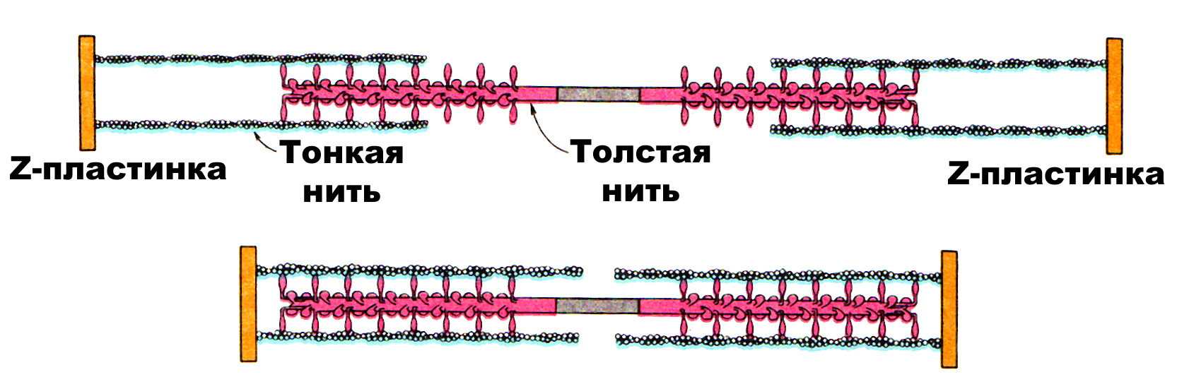 Скользящие нити. Теория скольжения нитей схема. Теория скользящих нитей схема. Миозиновые нити. Скольжение нитей актина и миозина схема.