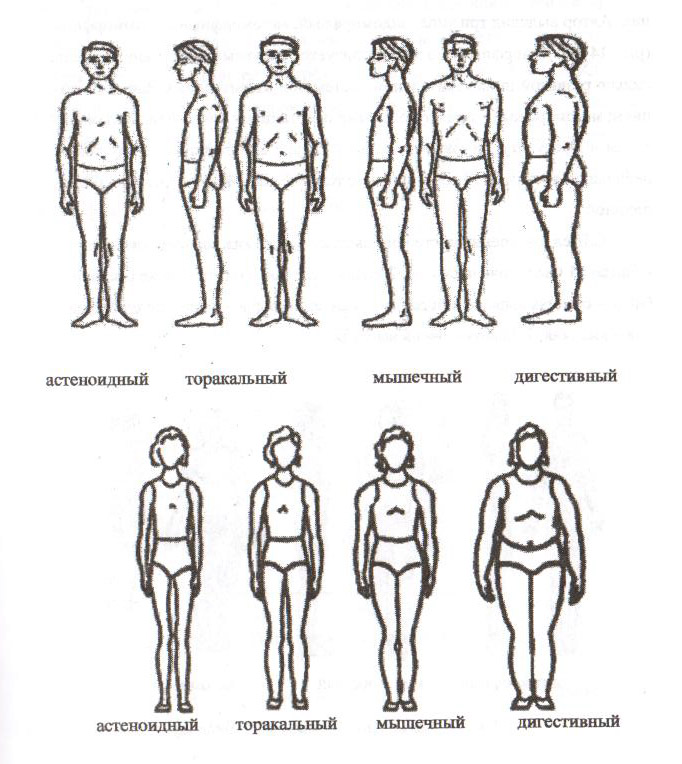 Торакальный это. Схема Штефко и Островского. Типы телосложения астеноидный торакальный мышечный дигестивный. Астеноидный Тип телосложения у детей. Тип Конституции Штефко Островского.