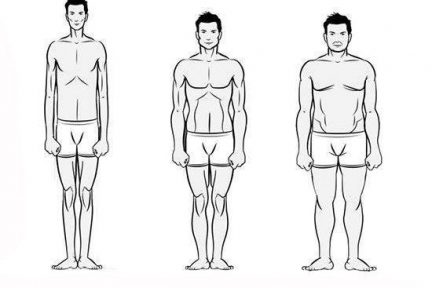 Миниатюра для записи Типы телосложения по Шелдону