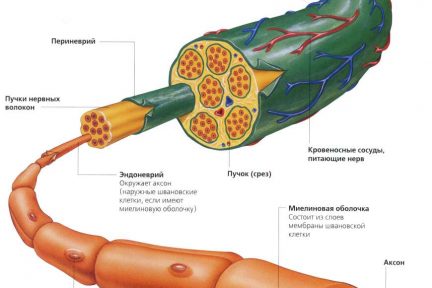Миниатюра для записи Иннервация скелетной мышцы