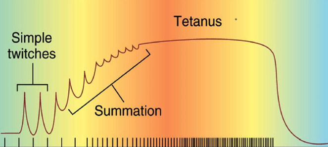 Одиночное сокращение, зубчатый тетанус, тетанус