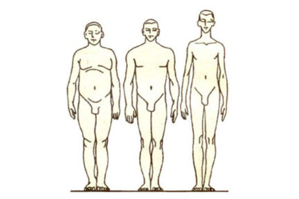 Миниатюра для записи Типы телосложения (соматотип) по Башкирову