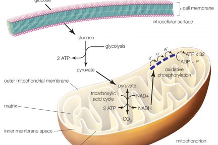Миниатюра для записи Тканевое дыхание (аэробный ресинтез АТФ) в мышечных волокнах