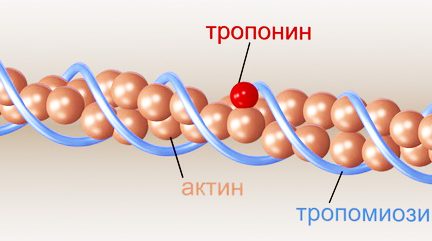 Миниатюра для записи Состав и строение тонкого филамента