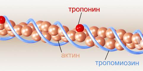 Состав и строение тонкого филамента