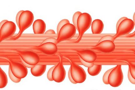 Миниатюра для записи Состав и строение толстого филамента