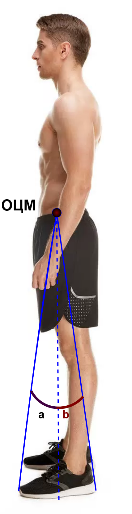 Углы устойчивости (а и b) в статическом положении основная стойка. ОЦМ - общий центр масс тела спортсмена