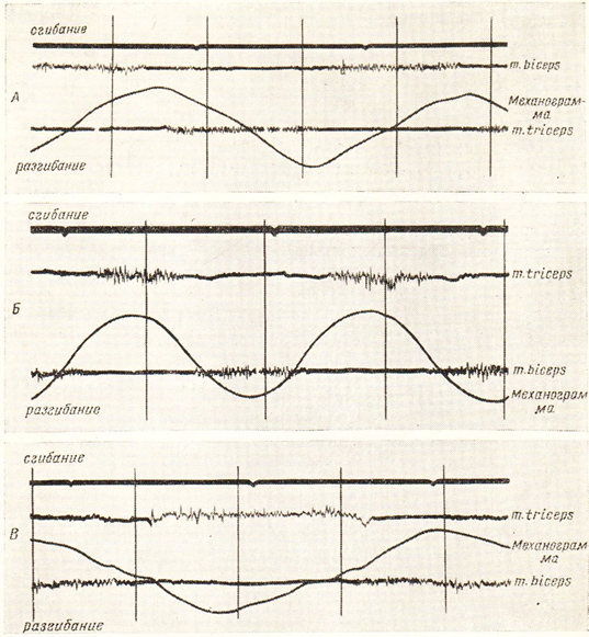 Работа мышц-антагонистов против внешних сил разной природы: А-силы трения; Б - силы инерции; В - силы упругости (R.Wagner, 1925)