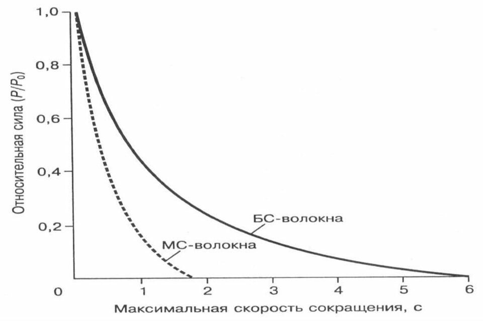 Зависимость силы от скорости быстрых и медленных мышечных волокон