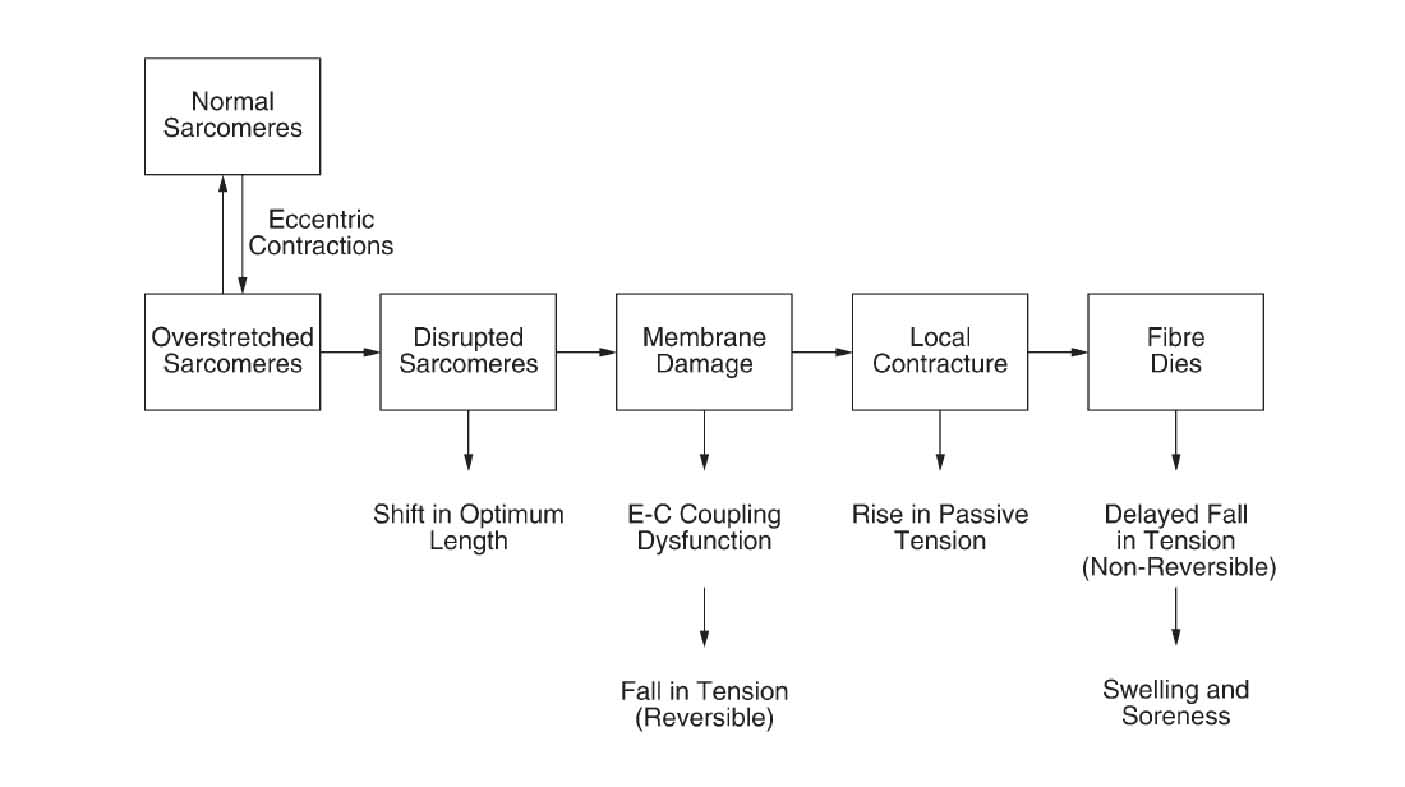 Ряд событий, приводящих к повреждению мышцы при выполнении эксцентрического упражнения