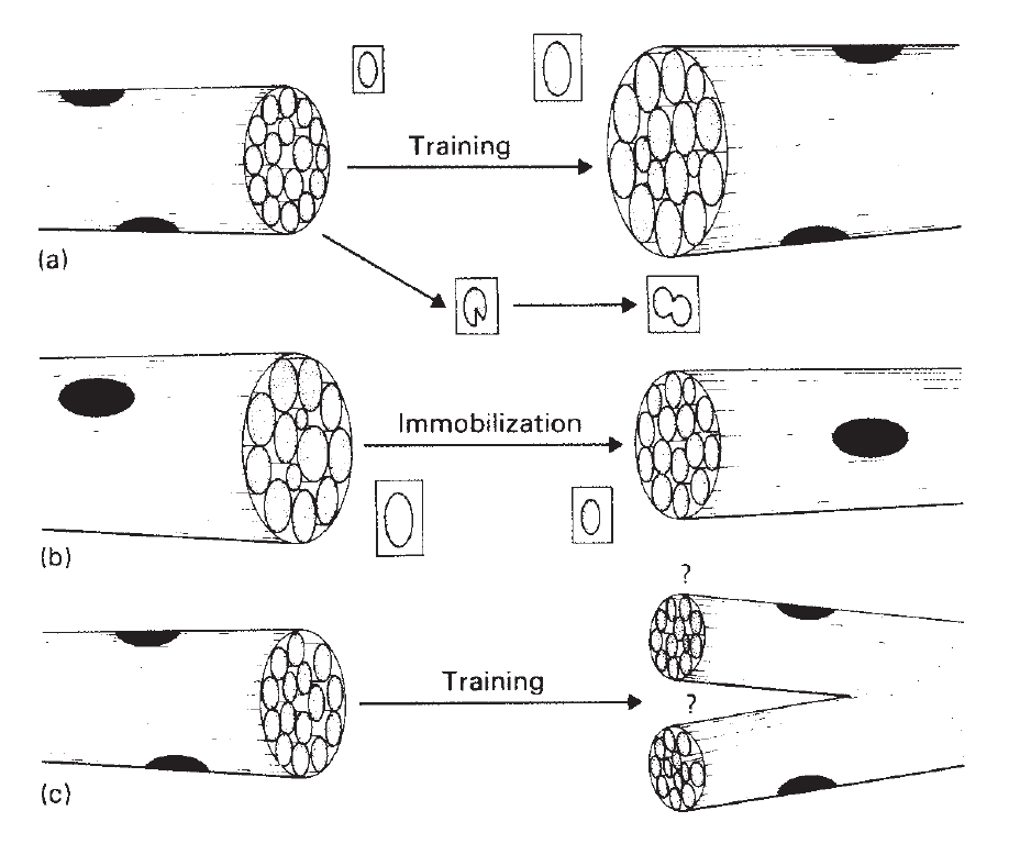 Структурные адаптации мышечного волокна под воздействием силовой тренировки