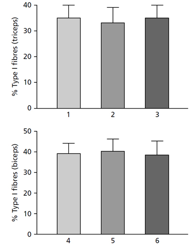 Процент мышечных волокон I типа в трехглавой и двухглавой мышцах плеча 