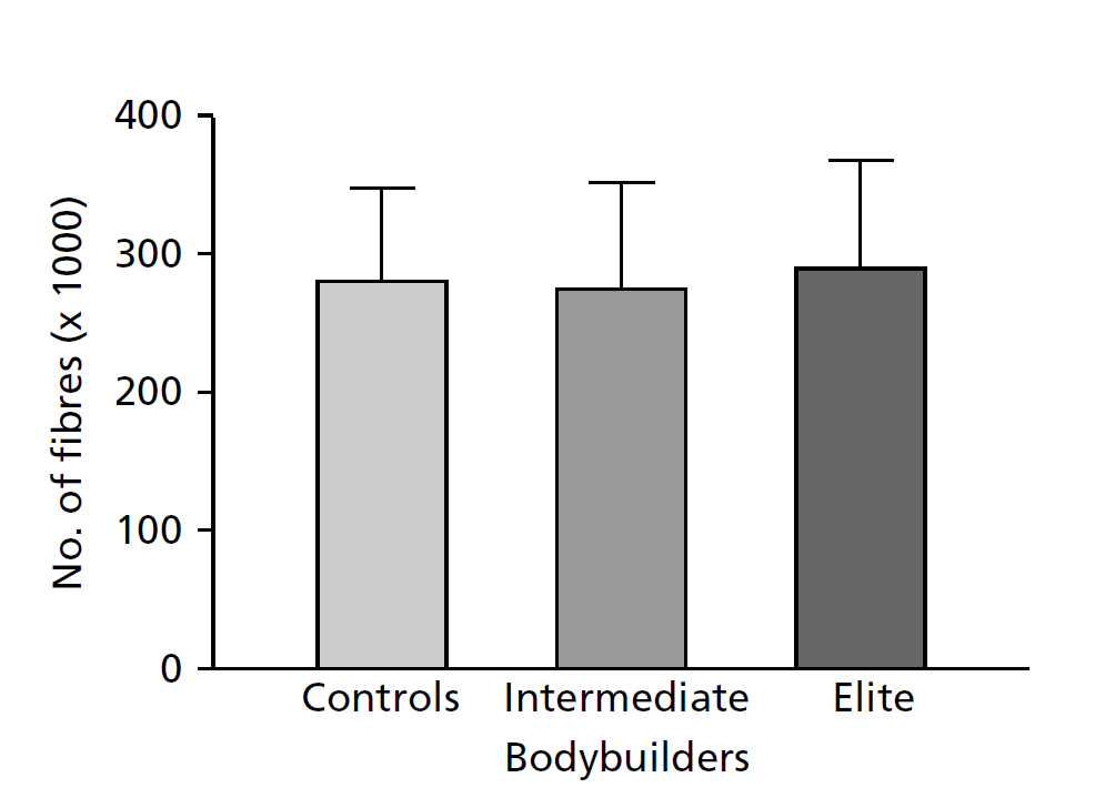 Количество мышечных волокон в двуглавой мышце плеча