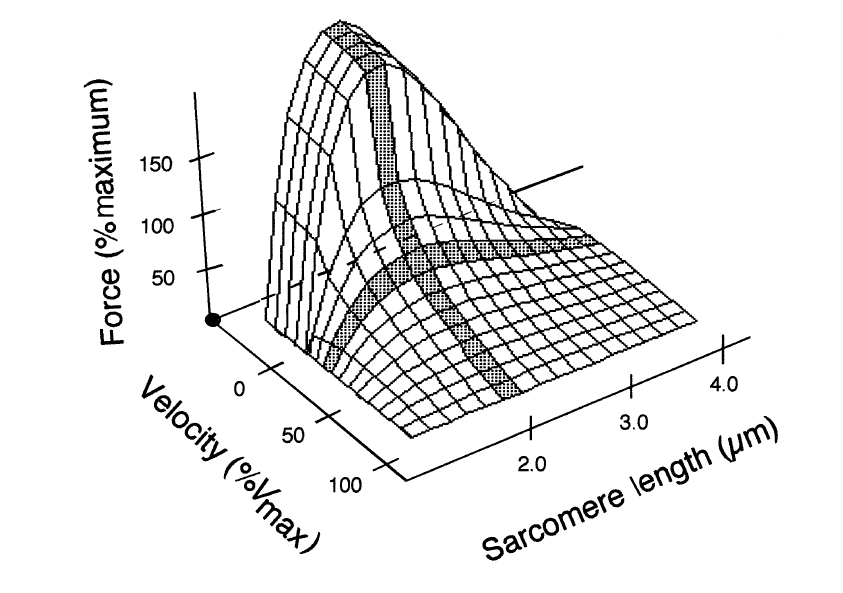  Соотношения между длиной, силой и скоростью сокращения мышцы