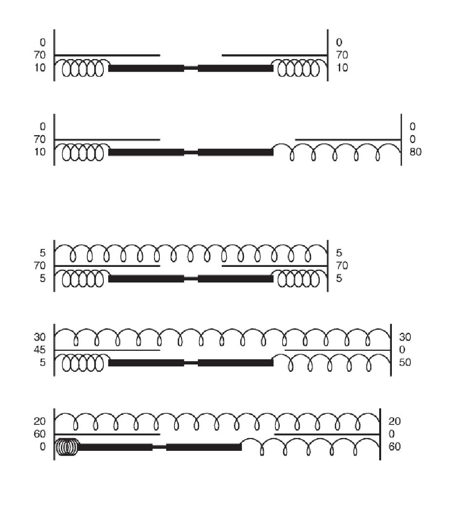 Постулируемое распределение упругих нитей в саркомерах
