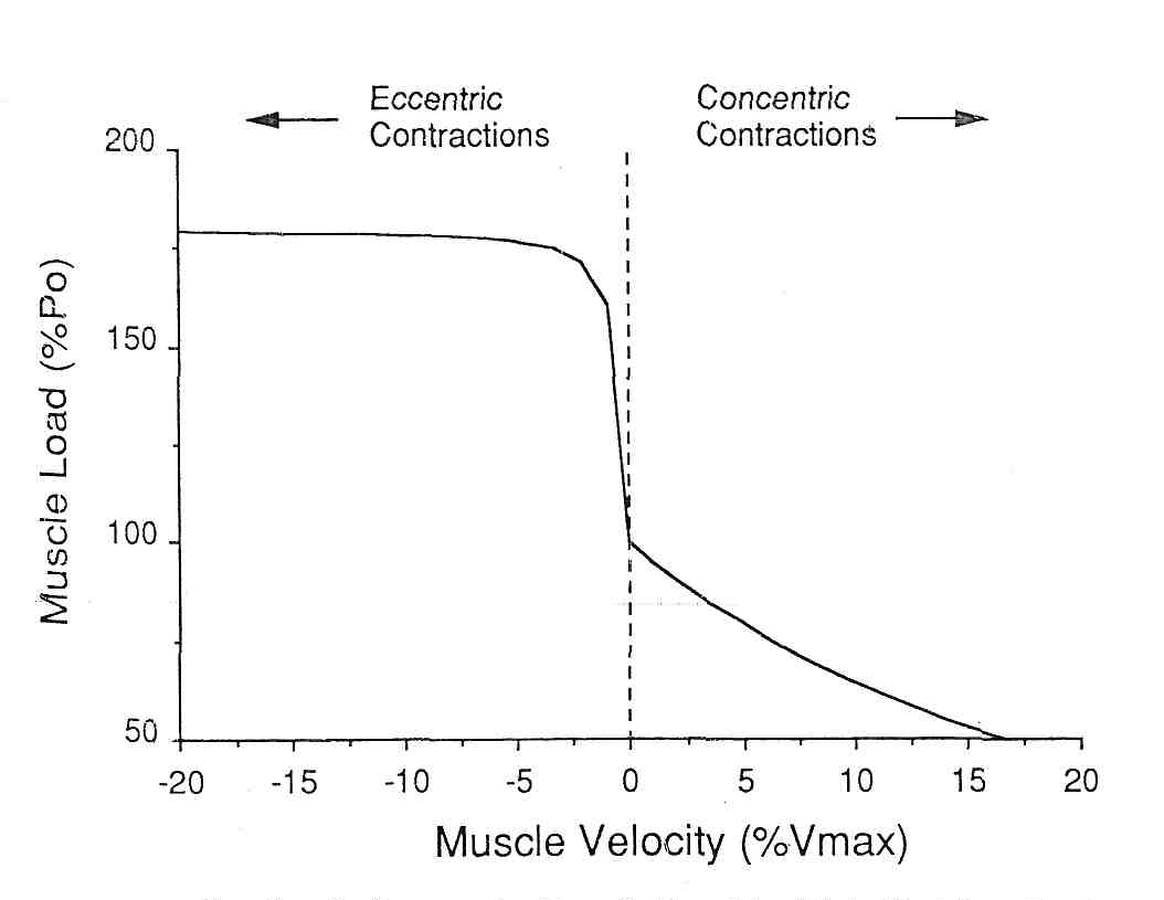 Классическая зависимость «скорость–сила»