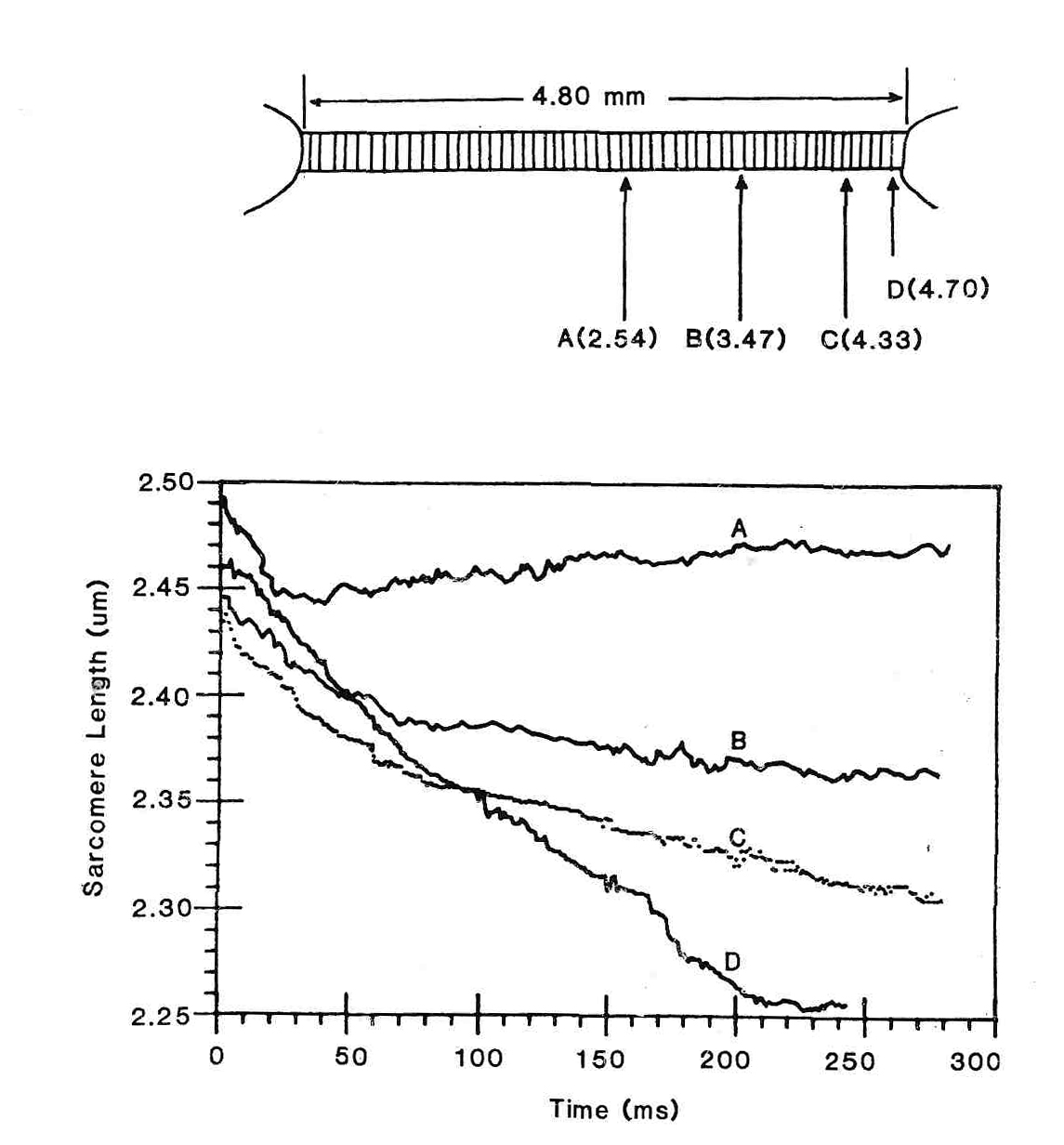 Изменение длины и скорости сокращения саркомеров