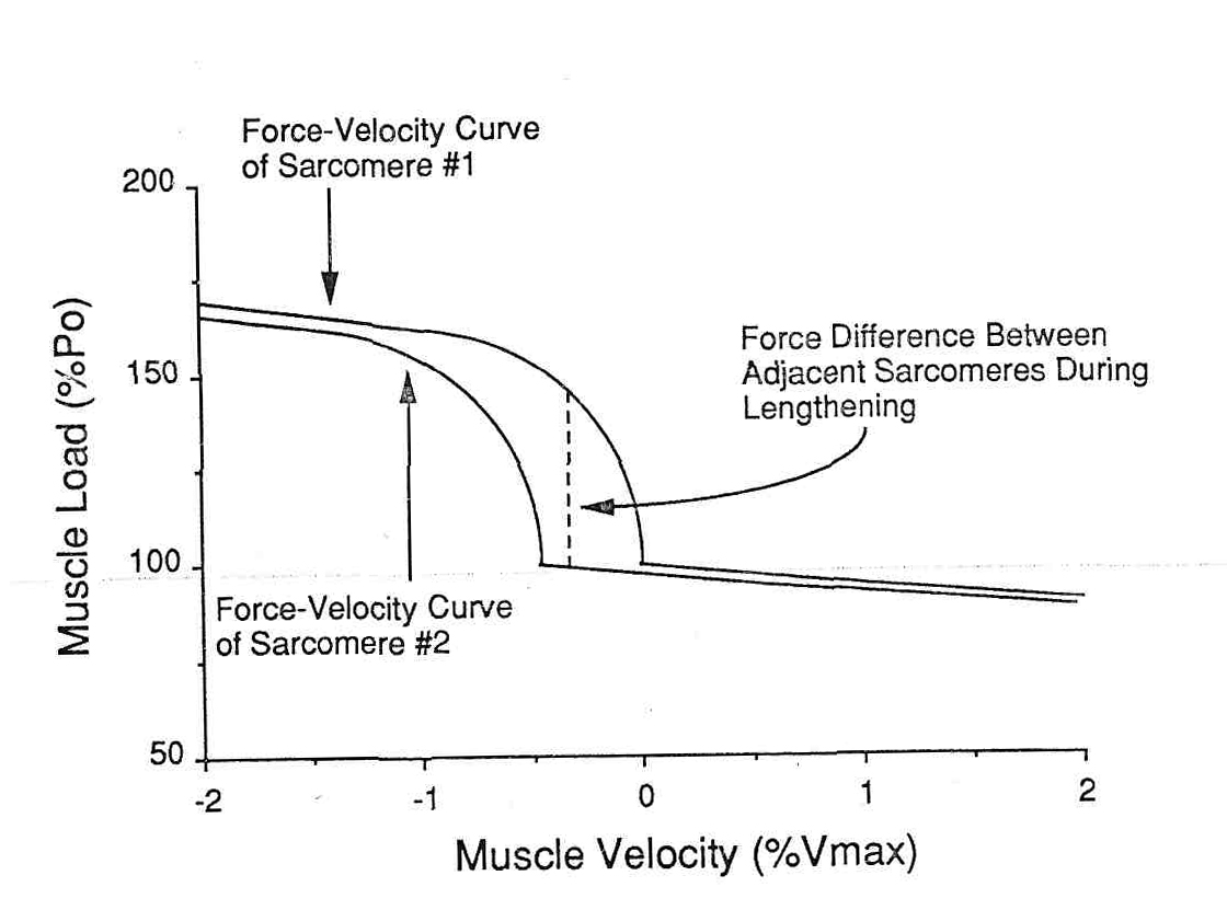 Зависимость скорость-сила для двух саркомеров